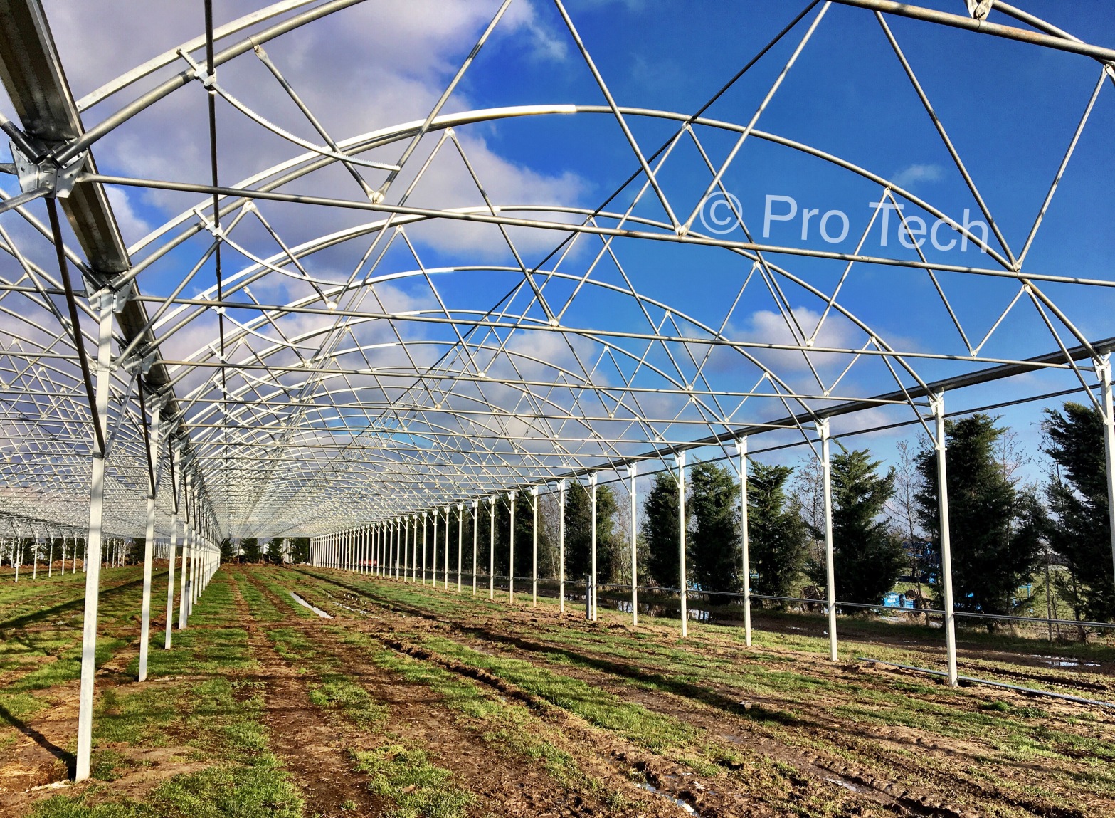 Protech Greenhouse, Commercial greenhouse, polythene