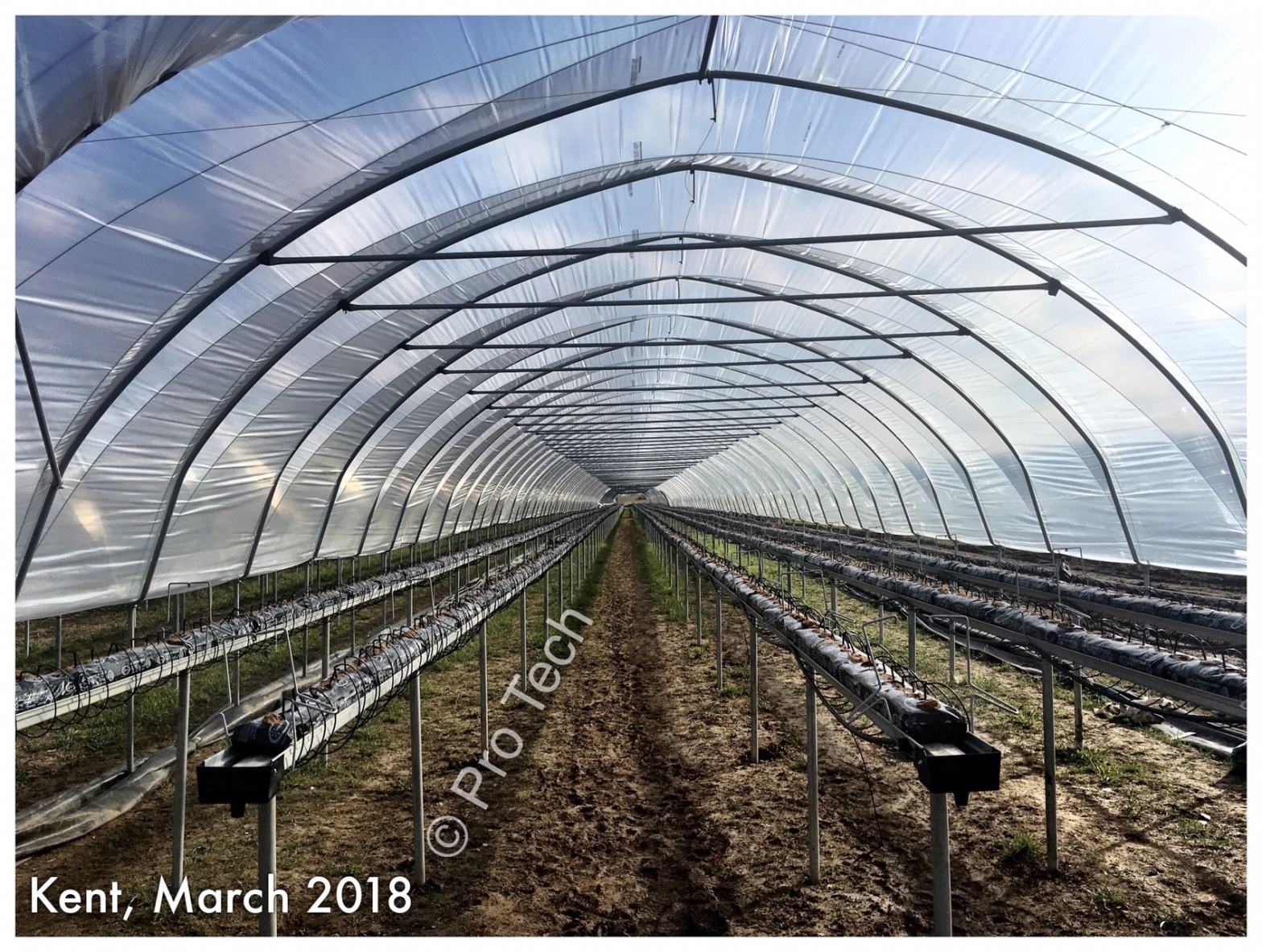 strawberry Spanish Tunnels, strawberry polytunnels, Polytunnels, strawberry, strawberry farm, Kentish strawberry, tabletops, Strawberry gutters tabletops, Agricultural polythene, Kent farming