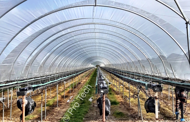 Strawberry polytunnels, strawberry gutters tabletops, coir substrate bags