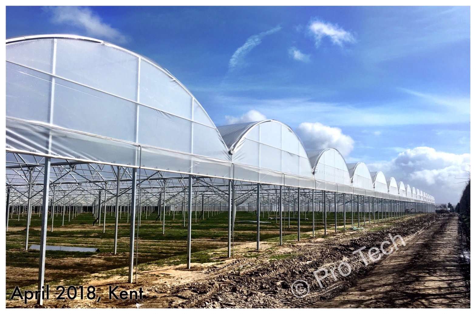 Protech, Greenhouse, Commercial greenhouse, strawberry, raspberry, farming, climate control, greenhouse polythene, water management, Kentish strawberry, Kentish raspberry 